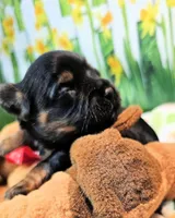 Jefferson, a male Yorkshire Terrier and Morkie for sale in Penrose, CO – 4 of 8