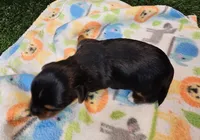 Fraiser, a male Yorkshire Terrier for sale in Penrose, CO – 6 of 7