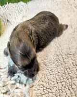 Olive, a female Poodle - Toy  and Morkie for sale in Penrose, CO – 6 of 10