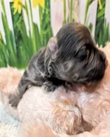 Morkie puppy Beautiful colors Moppy, a female Poodle - Toy  and Morkie for sale in Penrose, CO – 5 of 10