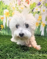 Orchid, a female Maltese for sale in Penrose, CO – 10 of 10