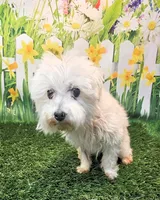 Orchid, a female Maltese for sale in Penrose, CO – 5 of 9