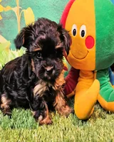 Yorkipoo baby!, a female Yorkshire Terrier and Poodle - Toy  for sale in Penrose, CO – 6 of 10