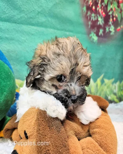 Lil Peanut – Maltese, Poodle - Toy  puppy for sale in Penrose, CO