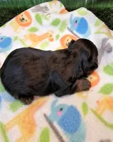 Frannie, a female Yorkipoo for sale in Penrose, CO – 8 of 9