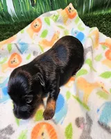Farrah, a female Yorkshire Terrier and Poodle - Toy  for sale in Penrose, CO – 8 of 10