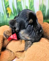 Jefferson, a male Yorkshire Terrier and Morkie for sale in Penrose, CO – 1 of 8