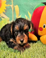 Farley, a male Yorkshire Terrier for sale in Penrose, CO – 9 of 10