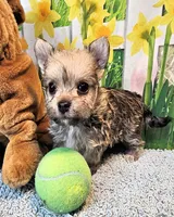 Oliver Olivia , a male Maltese and Yorkshire Terrier for sale in Penrose, CO – 4 of 6