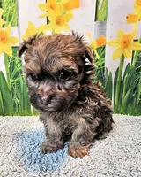 Oliver, a male Maltese and Morkie for sale in Penrose, CO – 4 of 6