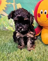 Flora, a female Yorkipoo for sale in Penrose, CO – 2 of 10