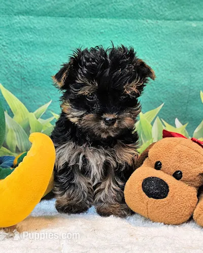 Felix – Yorkipoo, Yorkshire Terrier puppy for sale in Penrose, CO