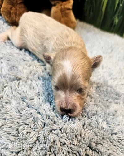 Bentley – Maltipoo, Maltese puppy for sale in Penrose, CO