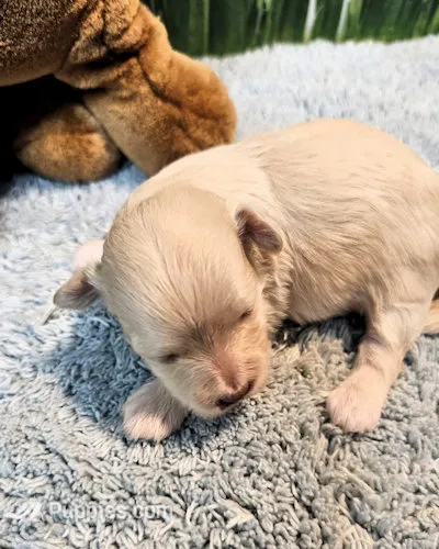Brooks – Maltipoo, Maltese puppy for sale in Penrose, CO