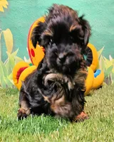 Flora, a female Yorkipoo for sale in Penrose, CO – 8 of 10