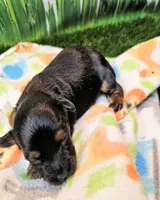 Jefferson, a male Yorkshire Terrier and Morkie for sale in Penrose, CO – 8 of 8