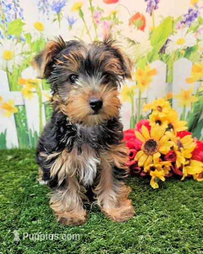 Farley – Yorkshire Terrier puppy for sale in Penrose, CO