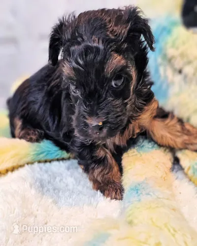 Yorkipoo baby! – Yorkshire Terrier, Poodle - Toy  puppy for sale in Penrose, CO