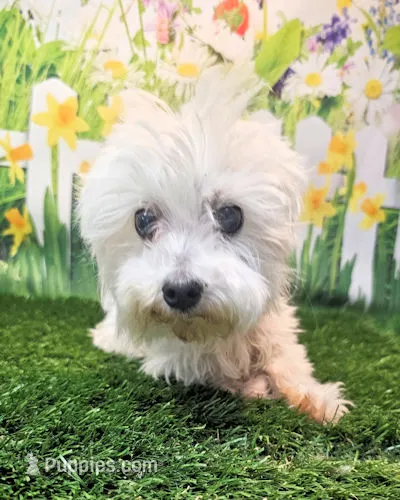 Orchid – Maltese puppy for sale in Penrose, CO