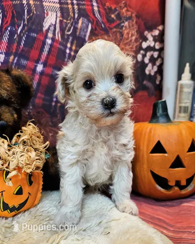 Bentley – Maltipoo, Maltese puppy for sale in Penrose, CO
