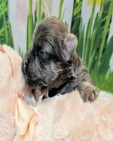 Morkie puppy Beautiful colors Moppy, a female Poodle - Toy  and Morkie for sale in Penrose, CO – 6 of 10