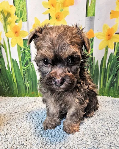 Oliver Olivia  – Maltese, Yorkshire Terrier puppy for sale in Penrose, CO