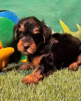 Fraiser, a male Yorkshire Terrier for sale in Penrose, CO – 2 of 10