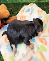 Jackson, a male Maltese and Morkie for sale in Penrose, CO – 7 of 8