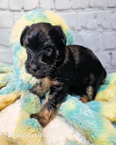 Farrah – Yorkshire Terrier, Poodle - Toy  puppy for sale in Penrose, CO