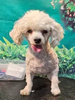 Muffin, a female Poodle - Toy  for sale in Penrose, CO – Photo 3 of 3