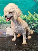 Muffin, a female Poodle - Toy  for sale in Penrose, CO – Photo 2 of 3