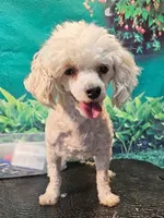 Muffin, a female Poodle - Toy  for sale in Penrose, CO – Photo 1 of 3