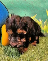 Jefferson, a male Yorkshire Terrier and Morkie for sale in Penrose, CO – 7 of 10