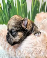 Morkie puppy Beautiful colors Moppy, a female Poodle - Toy  and Morkie for sale in Penrose, CO – 10 of 10