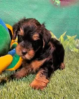 Fraiser, a male Yorkshire Terrier for sale in Penrose, CO – 8 of 10