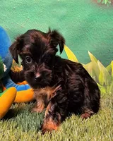 Farrah, a female Yorkshire Terrier and Poodle - Toy  for sale in Penrose, CO – 3 of 10