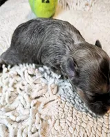 Olive, a female Poodle - Toy  and Morkie for sale in Penrose, CO – 2 of 10