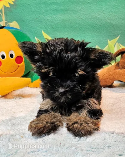 Flora – Yorkipoo puppy for sale in Penrose, CO
