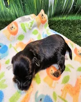 Farrah, a female Yorkshire Terrier and Poodle - Toy  for sale in Penrose, CO – 7 of 10