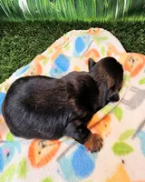 Farley, a male Yorkshire Terrier for sale in Penrose, CO – 4 of 6