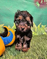 Jefferson, a male Yorkshire Terrier and Morkie for sale in Penrose, CO – 10 of 10