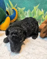 Paisleigh, a female Poodle - Toy  for sale in Penrose, CO – 8 of 10