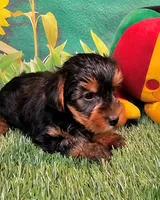 Farley, a male Yorkshire Terrier for sale in Penrose, CO – 4 of 10