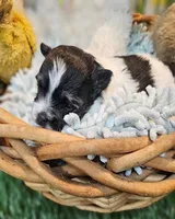 Scottie, a male Havamalt for sale in Penrose, CO – Photo 7 of 10