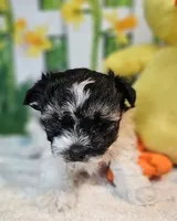 Scooter 1, a male Havamalt for sale in Penrose, CO – Photo 5 of 9