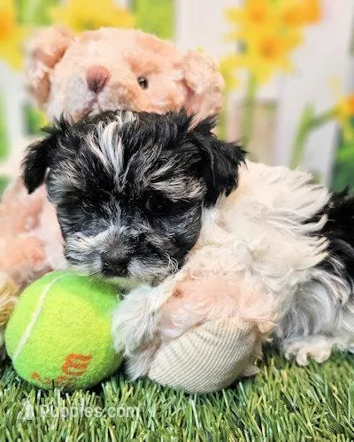 Scooter 1 – Havamalt puppy for sale in Penrose, CO