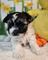 Scooter 1, a male Havamalt for sale in Penrose, CO – Photo 9 of 9