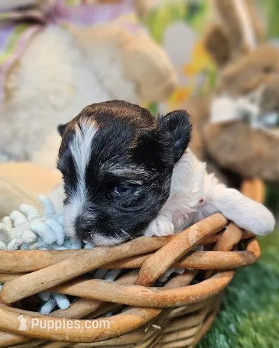 Scottie – Havamalt puppy for sale in Penrose, CO