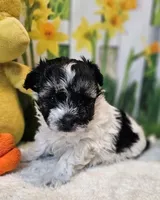 Scooter 1, a male Havamalt for sale in Penrose, CO – Photo 4 of 9