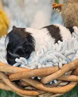 Scottie, a male Havamalt for sale in Penrose, CO – Photo 8 of 10